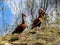Pair of Black-bellied Whistling Ducks, enjoying a sunny winter day in Florida wetlands