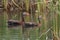 Pair of Black-bellied Whistling Ducks Swimming in a Marsh
