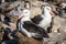 Pair of black-browed albatross nesting in colony