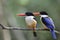 Pair of black-capped kingfisher Halcyon pileata exotic blue and black bird with large bright red beaks on wooden branch