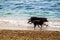 A pair of black dogs run together on a sandy beach at the seaside