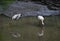 Pair of black-faced spoonbill birds wading in a shallow pond