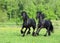 Pair black friesian horse running in paddock on the green meadow