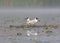 A pair of black-headed gulls guard their nest on the water.