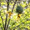 A pair of black-headed or yellow-backed weaver birds, Ploceus melanocephalus building a nest. The female is the one in flight and