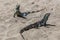 Pair of black iguanas basking