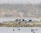 A Pair of black neck stork fishing