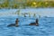 Pair of Black Necked Grebes on Water