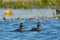 Pair of Black Necked Grebes on Water