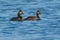 Pair of Black Necked Grebes on Water