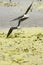 Pair of black-necked stilts flying at Orlando Wetlands Park.