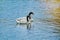 Pair of Black-necked Swans