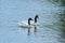 Pair of Black-necked Swans