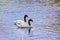 Pair of Black-necked Swans