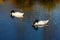 A pair of Black_necked Swans on an icy lake