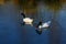A pair of Black_necked Swans on an icy lake