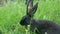 A pair of black rabbits eating grass on the meadow near stump