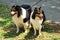 A pair of black rough collie dogs on leash