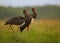 Pair of Black Stork, Ciconia nigra standing in meadow