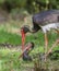 Pair of black storks