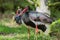 Pair of black storks