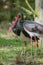 Pair of black storks