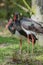 Pair of black storks