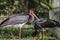 Pair of black storks