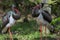 Pair of black storks