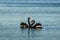 Pair of black swans in courtship