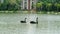 Pair of black swans foraging in the lake,full HD.