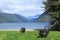 Pair of black swans Nelson Lakes, new zealand swan