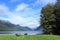 Pair of black swans Nelson Lakes, new zealand swan