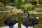 A pair of black swans on a picturesque lake.