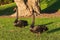 Pair of black swans standing on lawn