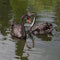 A pair of black swans on the surface of the lake.