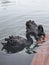 A pair of Black Swans on water. The Black Swan was proclaimed the bird emblem of Western Australia on 25 July 1973