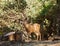 Pair of Black-tailed bucks