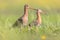 Pair Black-tailed Godwit wader bird looking in the camera