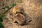 Pair Black-tailed prairie dog