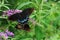 Pair of black-type female Tiger Swallowtail butterflies