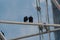 Pair of Black Vultures perched on a cell phone tower