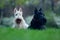 Pair of black and white dog, beautiful scottish terrier, sitting on green grass lawn, flower forest
