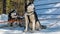 A pair of black and white Siberian huskies are harnessed and resting on a snowy road.