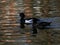 A pair of black and white tufted ducks / Aythya Fuligula swimming together on a pond.