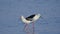 Pair of Black winged stilt bird, nature, natural, wallpaper