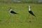 pair of Black winged stilt bird, nature, naturel, wallpaper