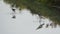 Pair of Black-WInged Stilts Feeding on the Marshland