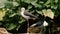 Pair of black-winged stilts Himantopus himantopus