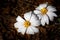 Pair of blood root, wild flowers on the forest floor in spring